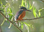 Text Box: Kingfisher � JL-P