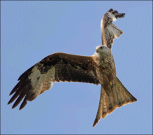 Text Box: Kite � Martin Glover
