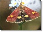 Pyrausta aurata � Keith Edkins