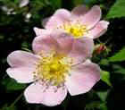 Rosa canis