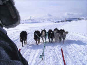 Aasiaat, on the dog sled ride