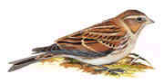 Lapland Bunting